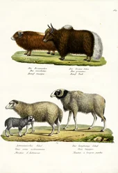 Buey almizclero, 1824
